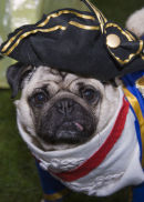 Captain Pug Wash